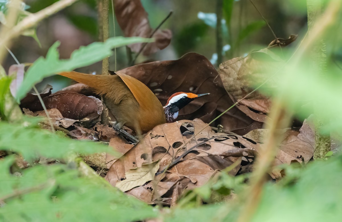 Malaysian Rail-babbler - ML621776024