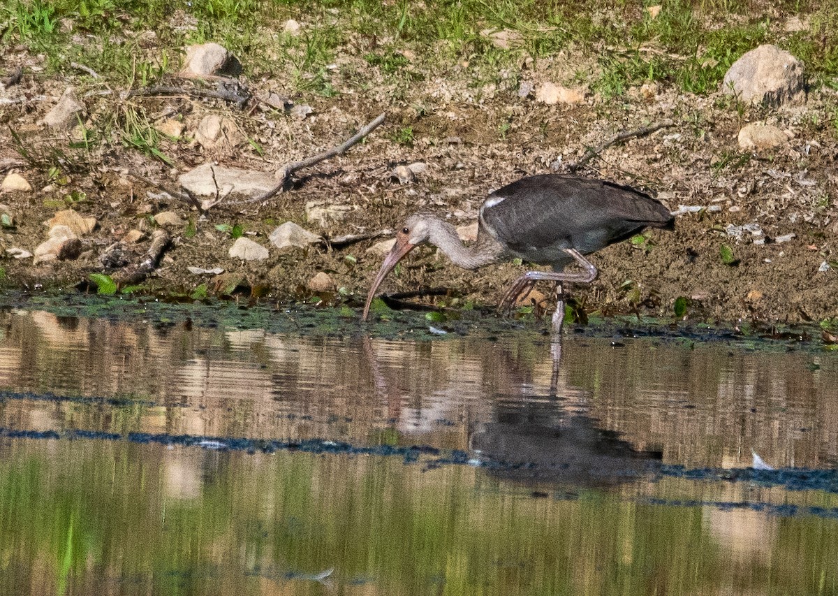 White Ibis - ML621776064