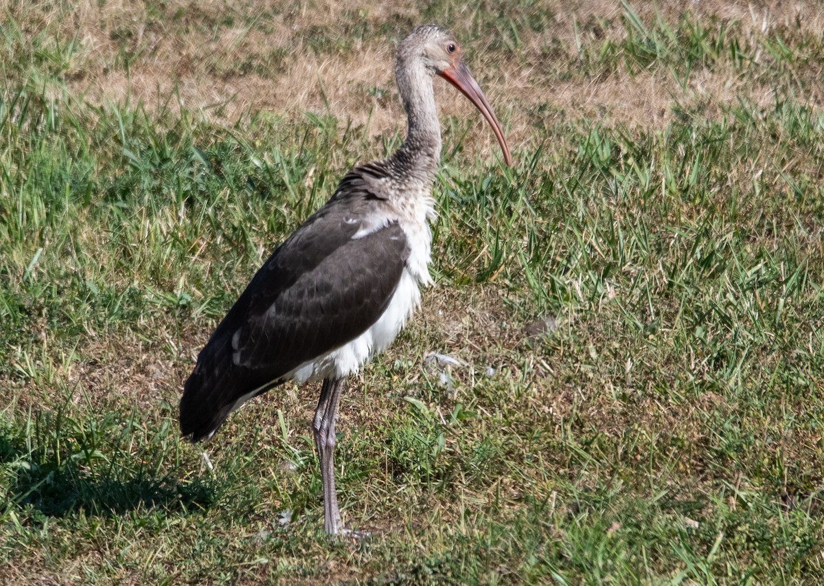 White Ibis - ML621776066