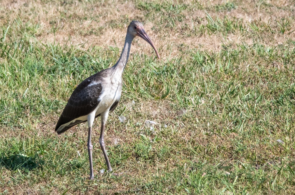 White Ibis - ML621776067