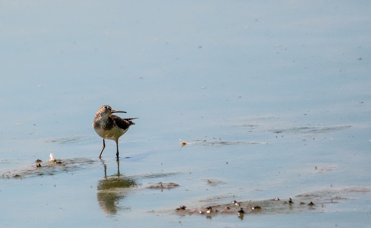 Solitary Sandpiper - ML621776074