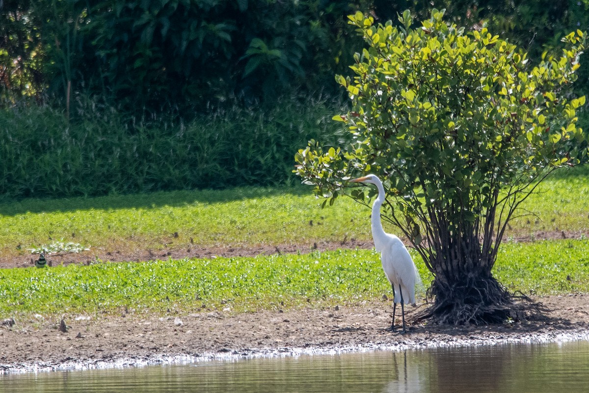 Great Egret - ML621776078