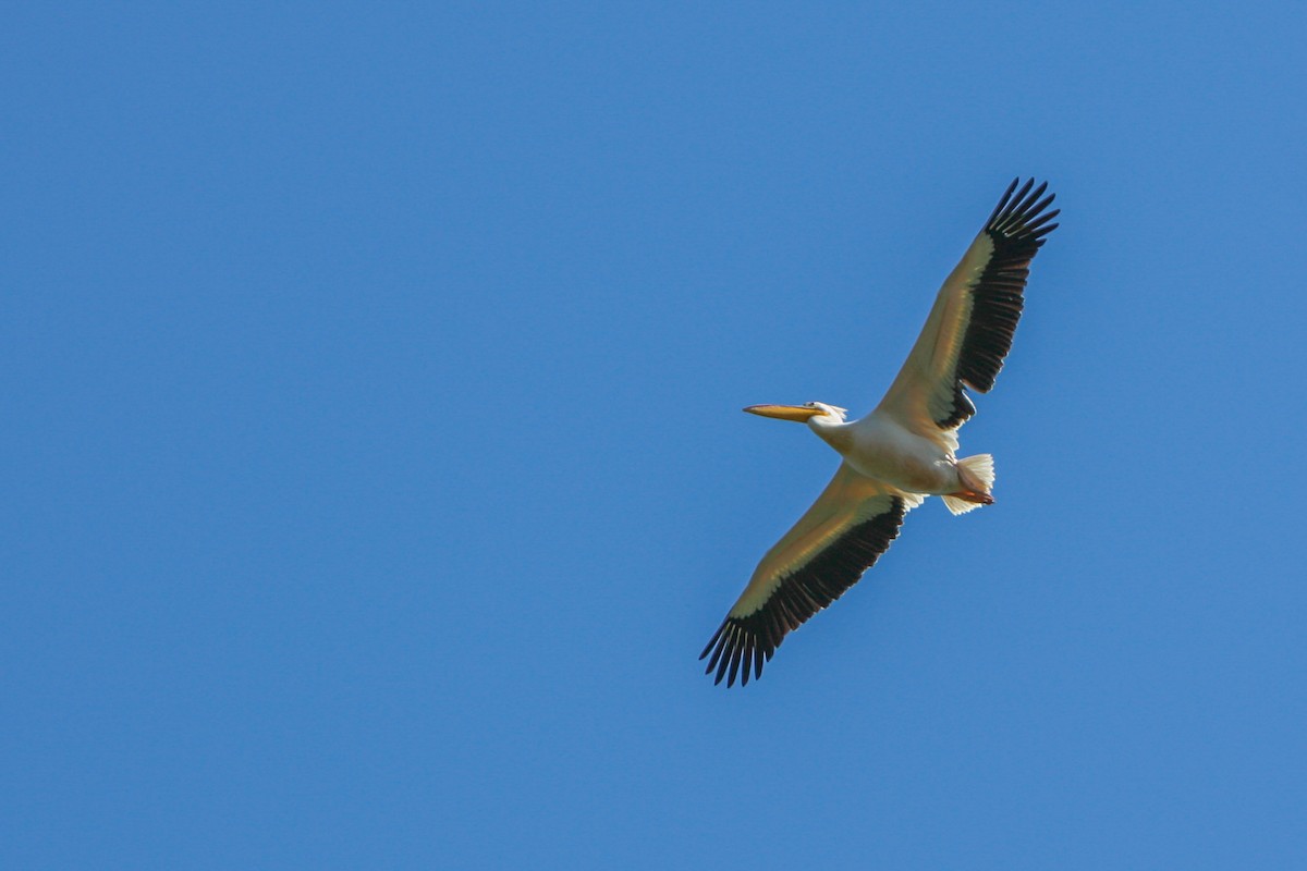 Great White Pelican - Ido Ben-Itzhak