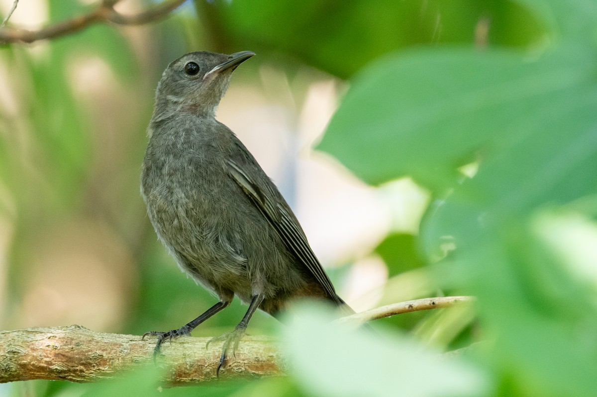 Pájaro Gato Gris - ML621776083