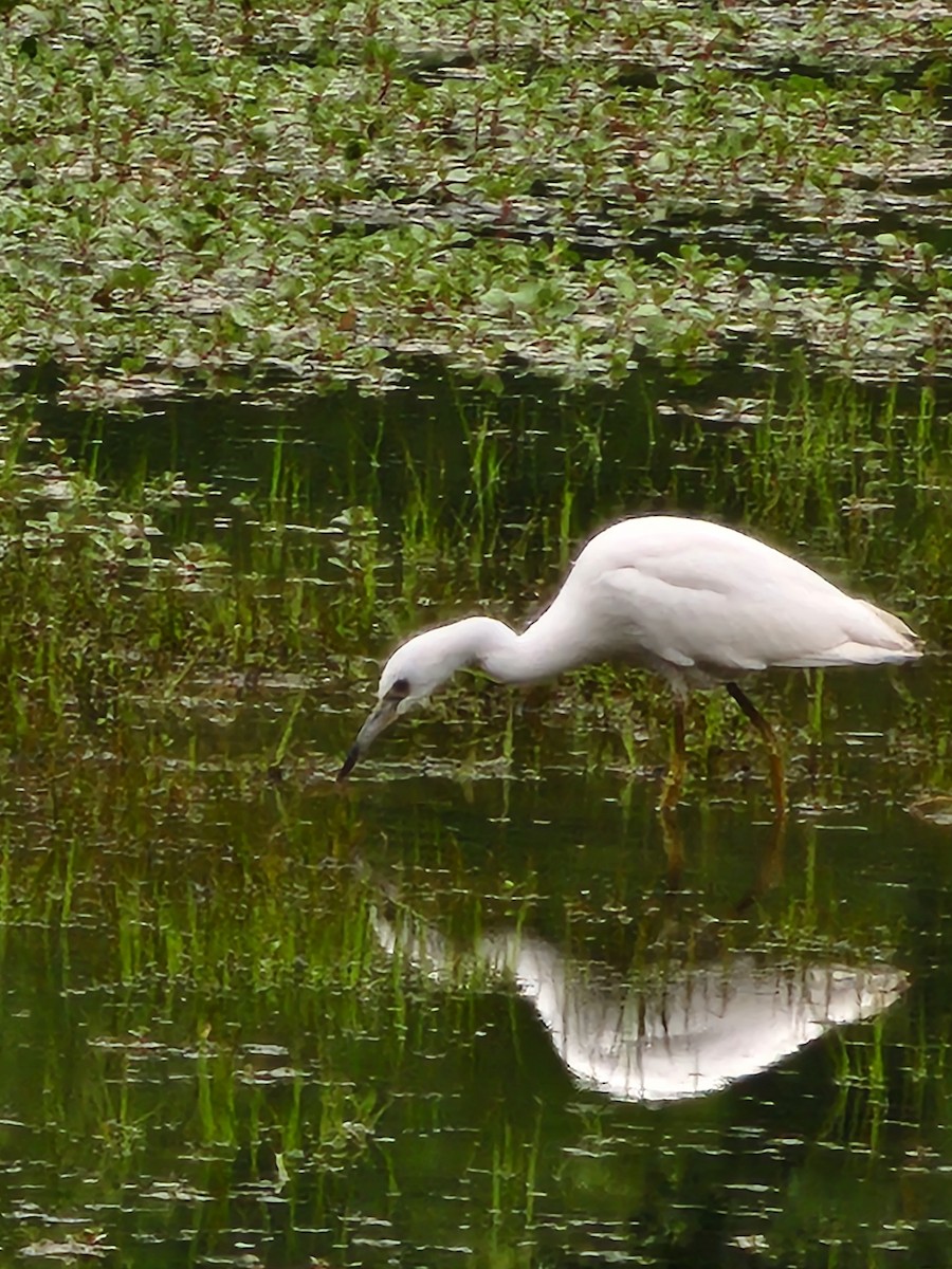 Little Blue Heron - ML621776088