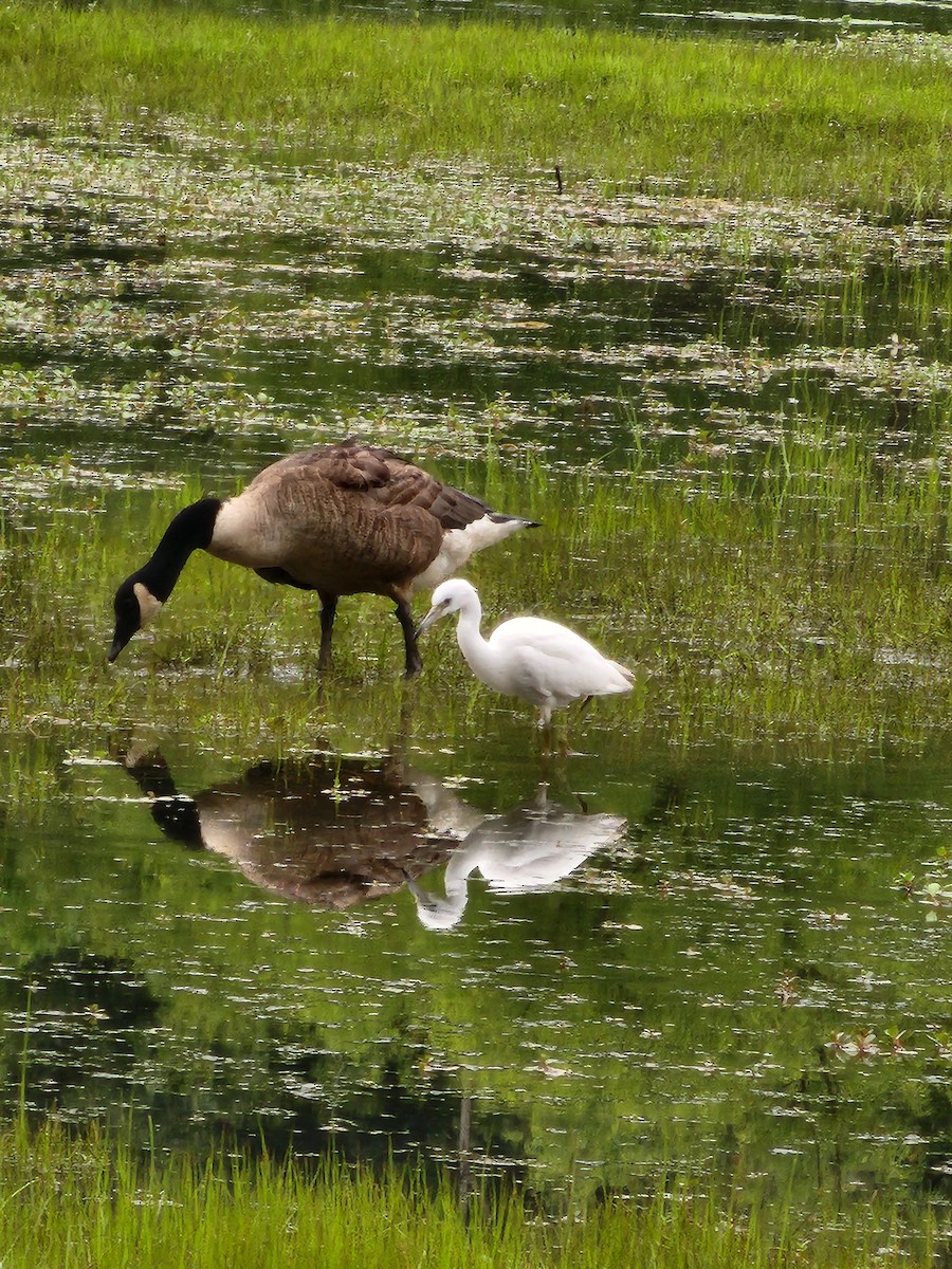 Little Blue Heron - ML621776093