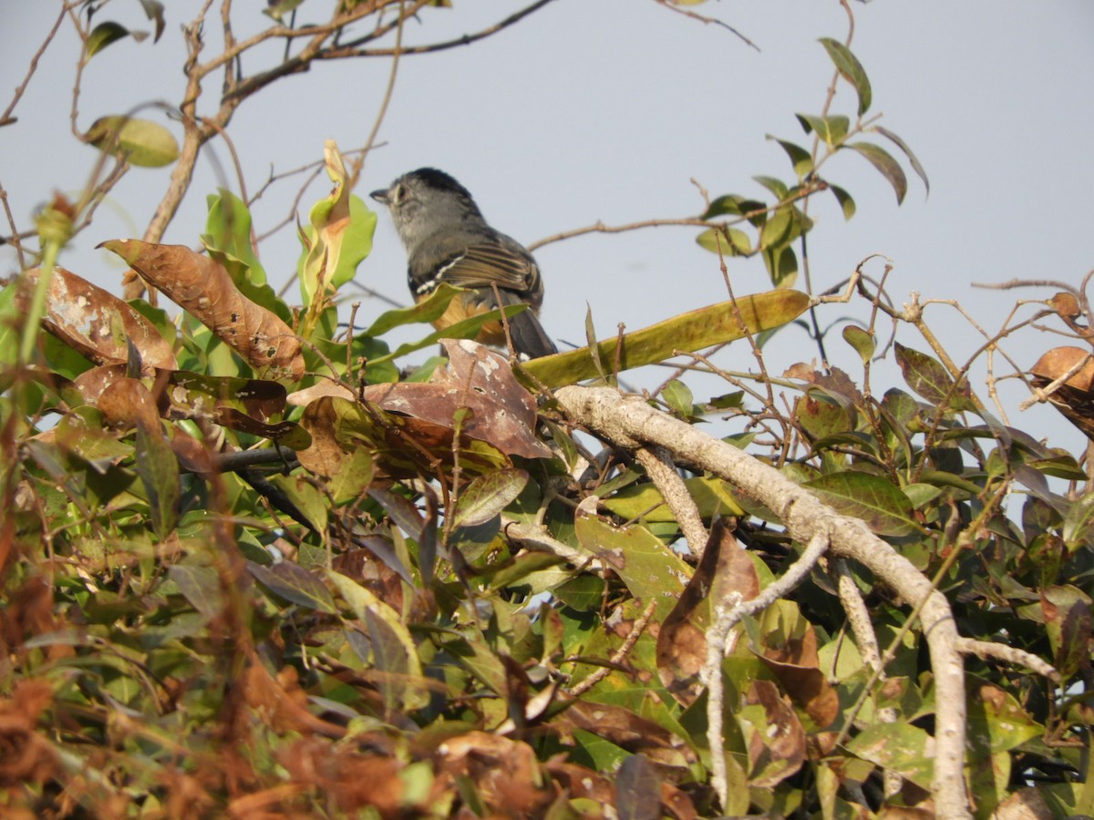 Variable Antshrike - Silvia Enggist