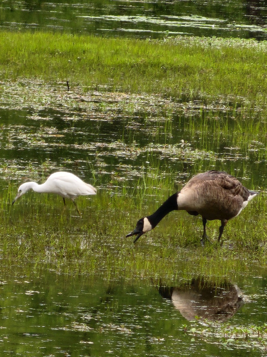 Little Blue Heron - ML621776097