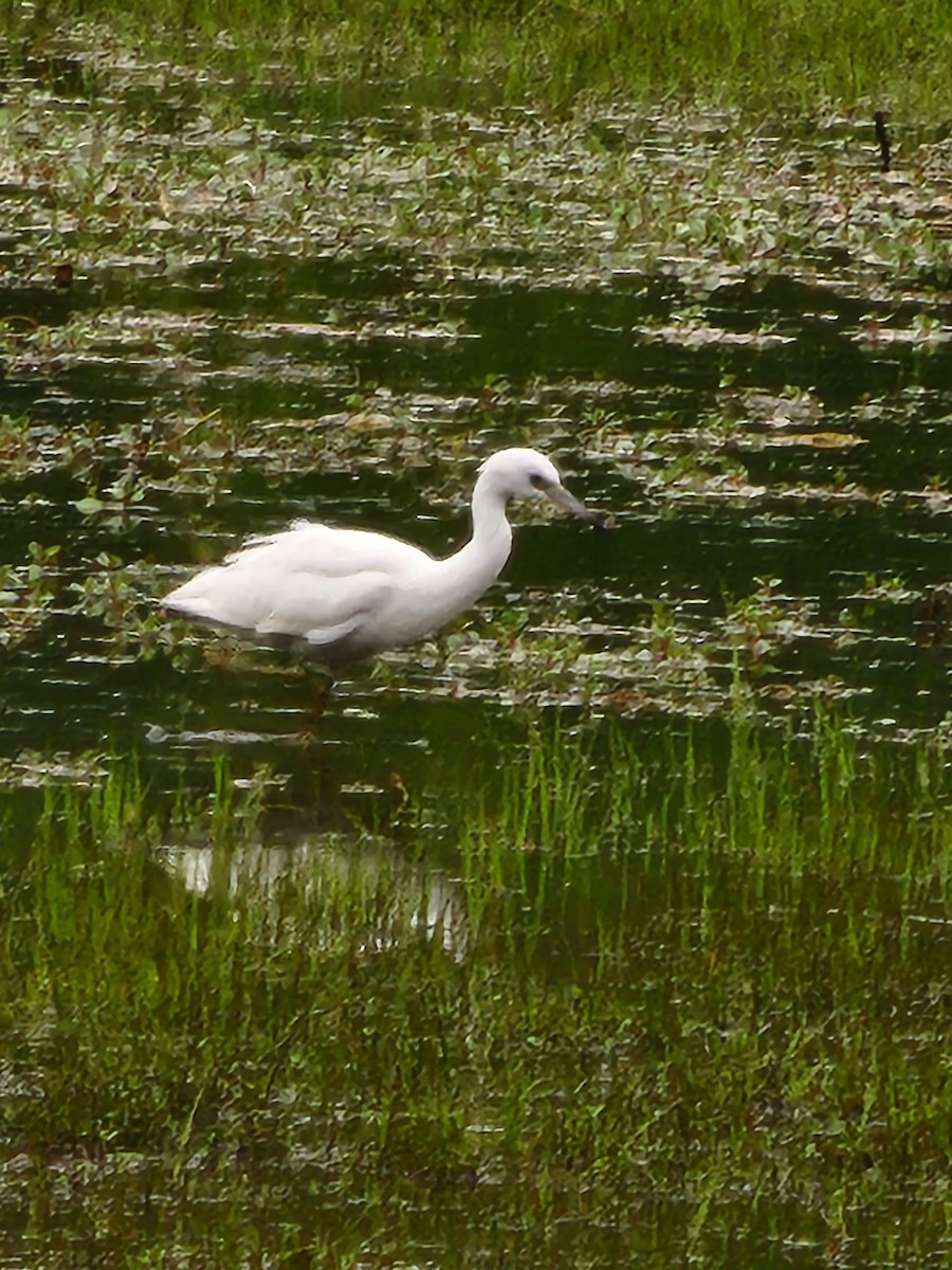 Little Blue Heron - ML621776108