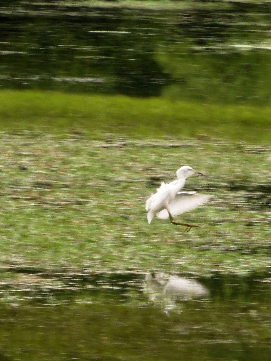 Little Blue Heron - ML621776111