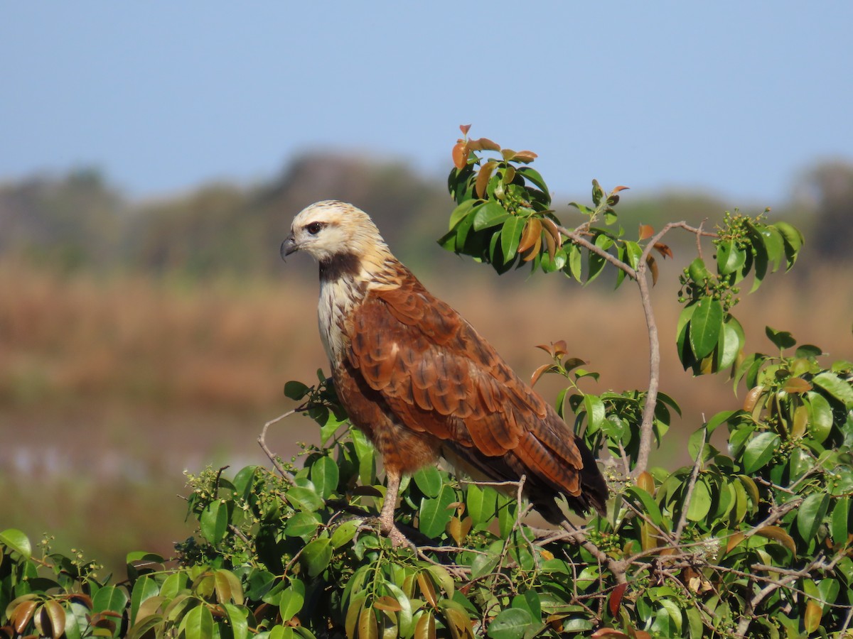 Black-collared Hawk - ML621776174