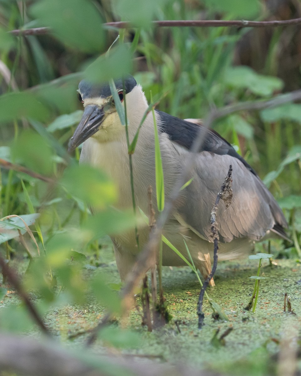 Black-crowned Night Heron - ML621776179