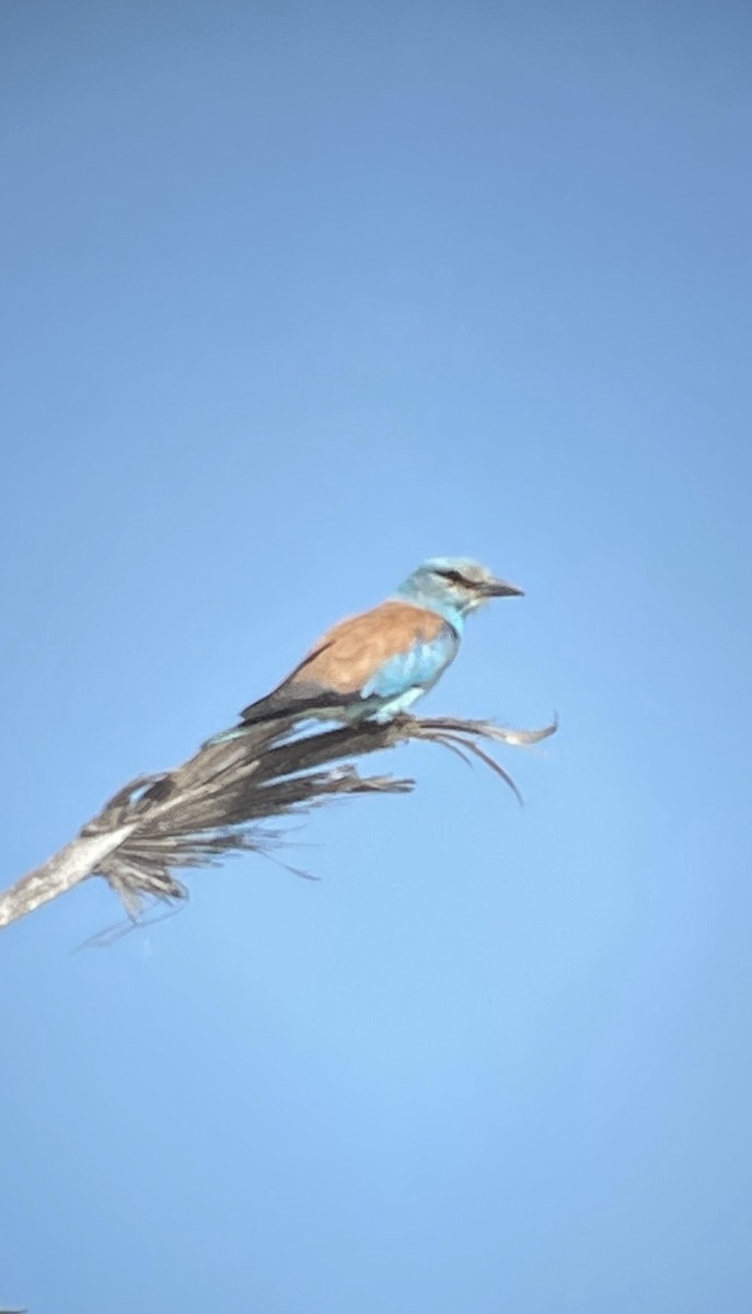 European Roller - Mark Simmonds