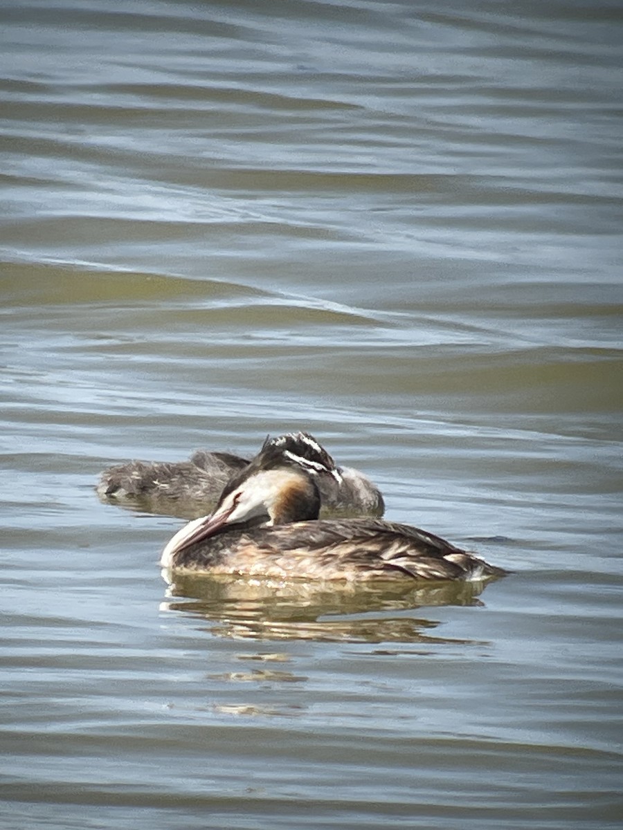 Great Crested Grebe - Mark Simmonds