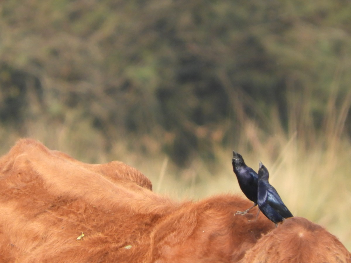 Shiny Cowbird - ML621776238