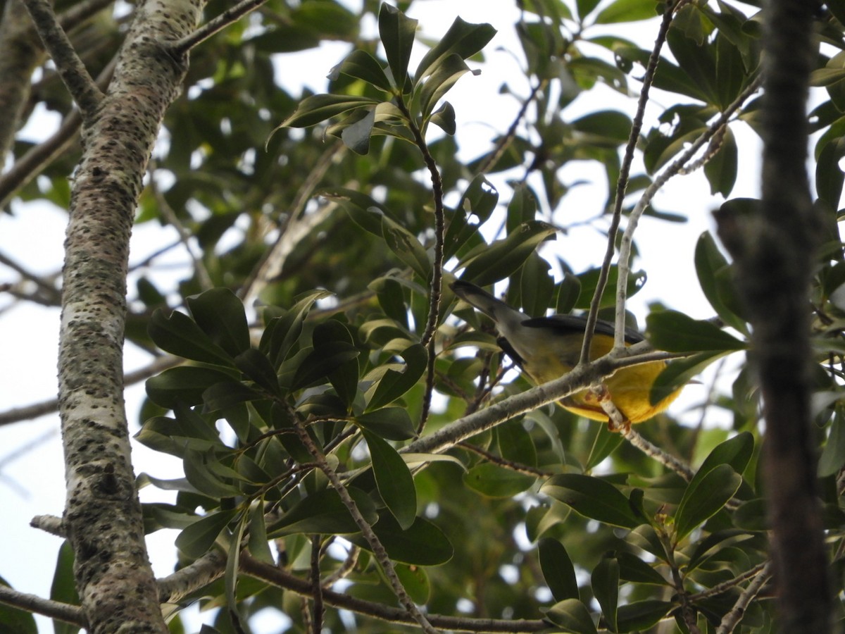 Tropical Parula - ML621776244