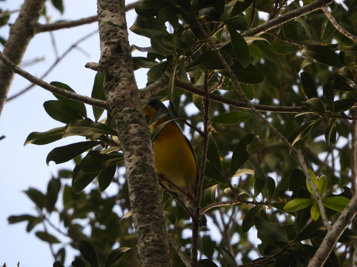 Tropical Parula - ML621776255