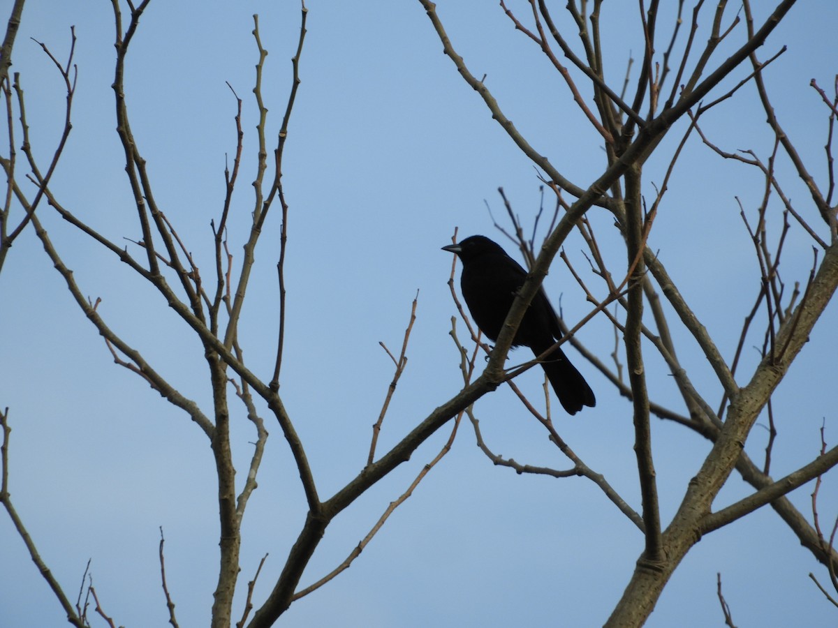 White-lined Tanager - Silvia Enggist