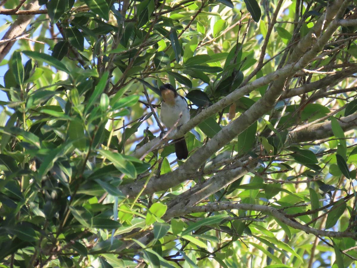 Crimson-fronted Cardinal (Araguaia) - ML621776282