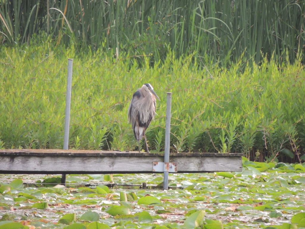 Great Blue Heron - ML621776378
