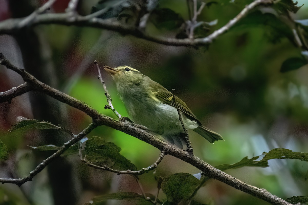 Davison's Leaf Warbler - ML621776531