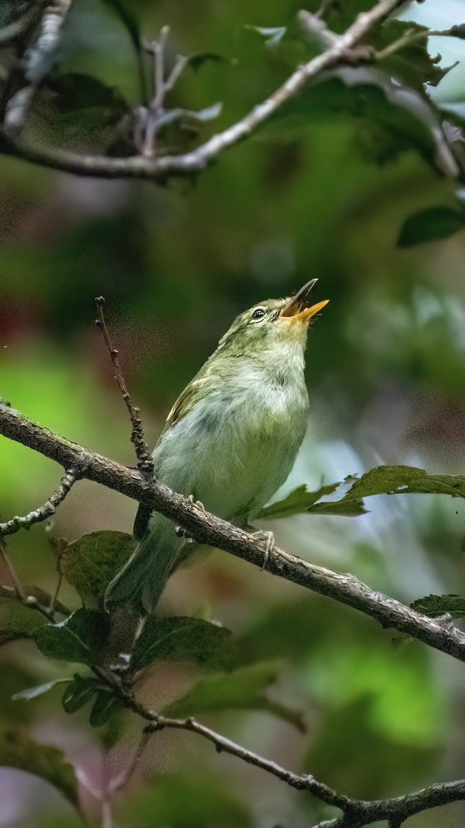 Davison's Leaf Warbler - ML621776532