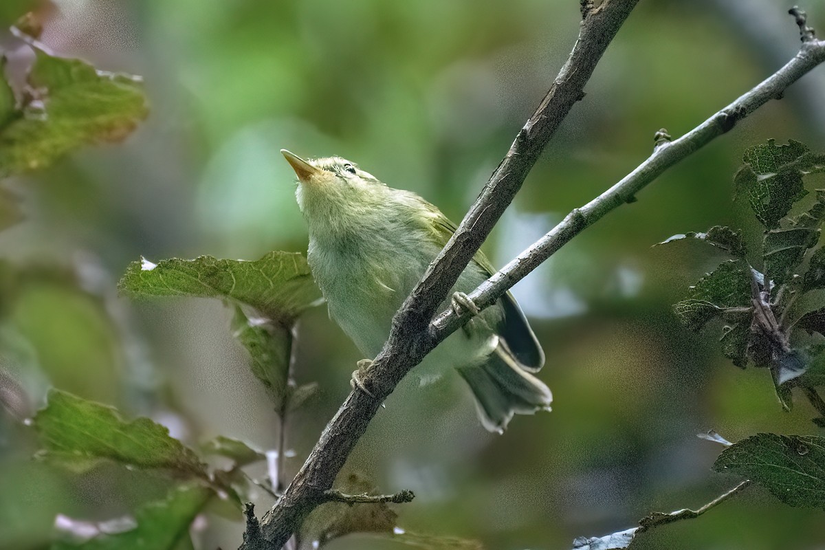 Davison's Leaf Warbler - ML621776533