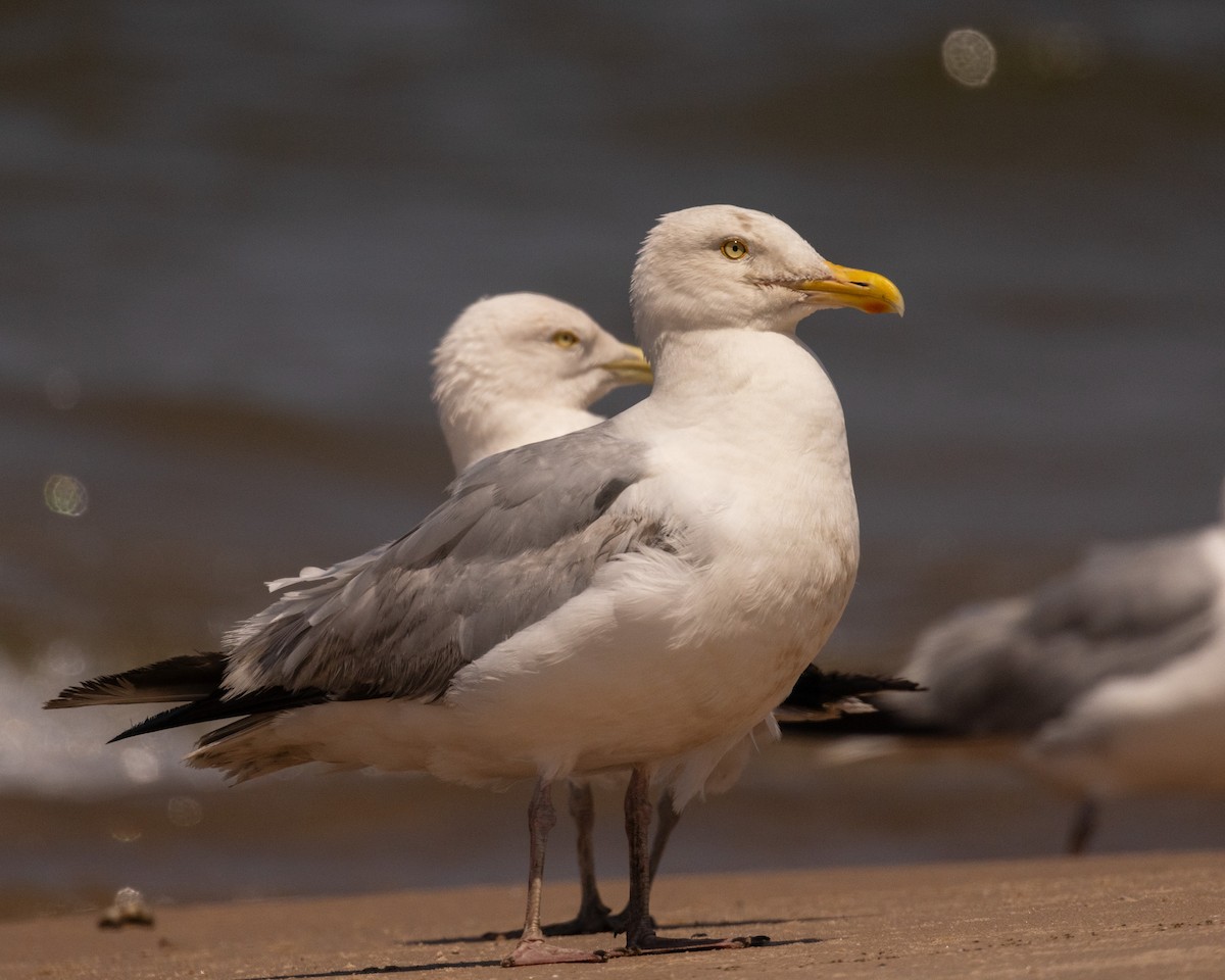 Herring Gull (American) - ML621776645