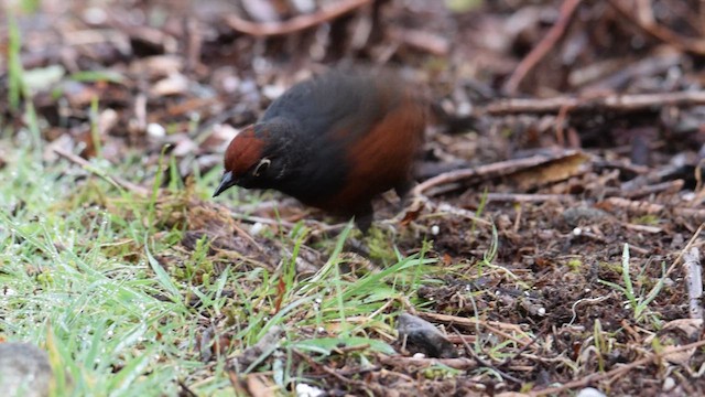 Black-throated Huet-huet - ML621776704