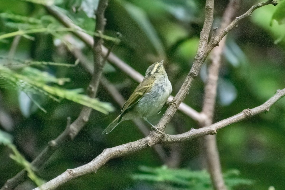 Chinese Leaf Warbler - ML621776715