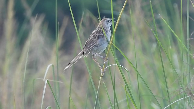 Striated Grassbird - ML621776728