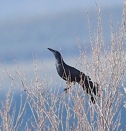 Great-tailed Grackle - ML621776848