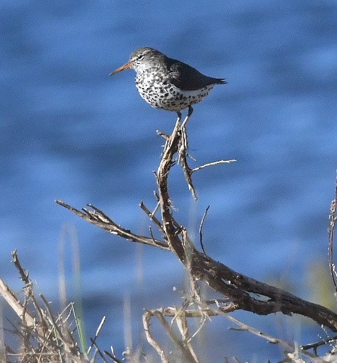 Spotted Sandpiper - ML621776864