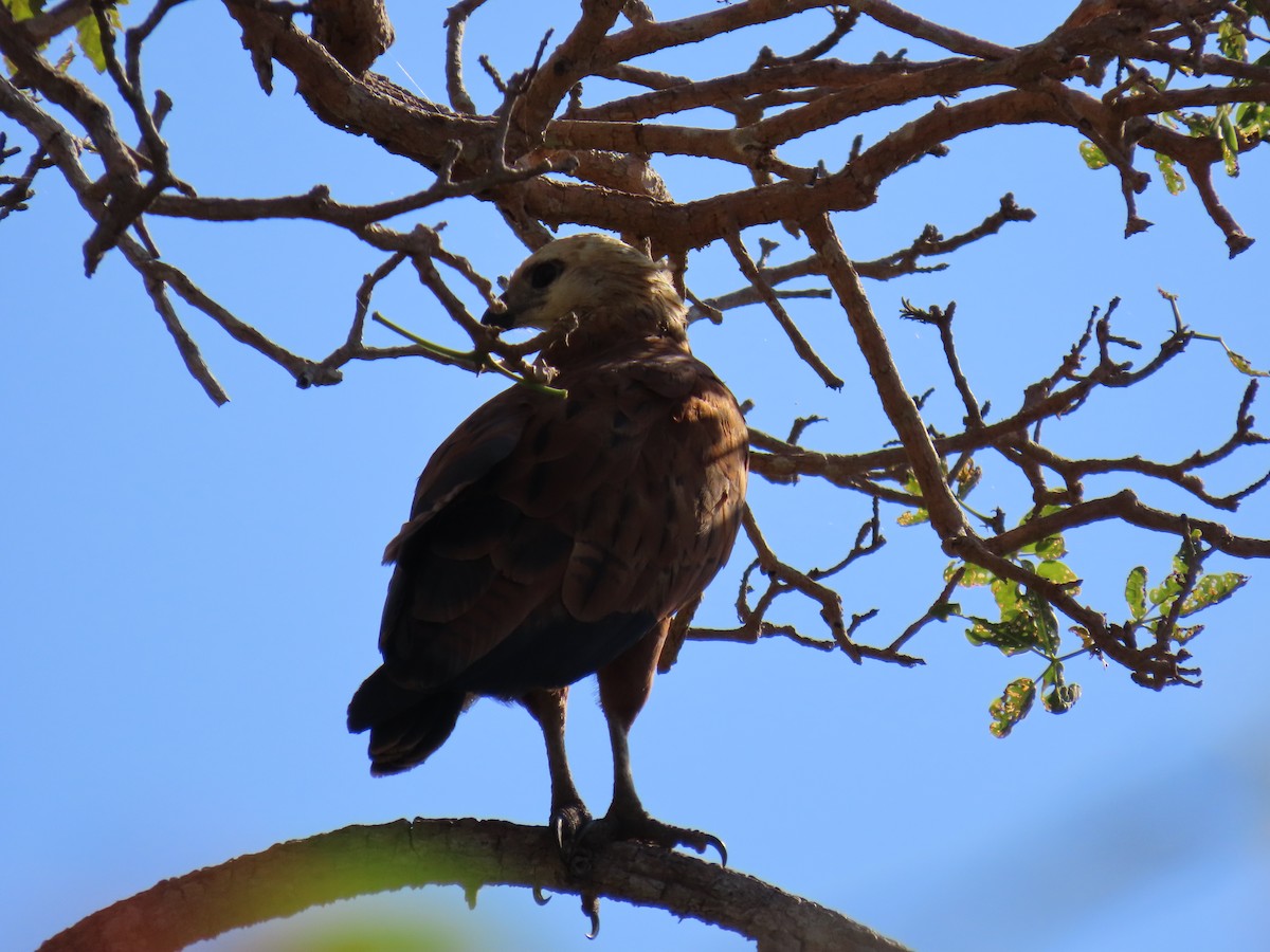 Black-collared Hawk - ML621776920