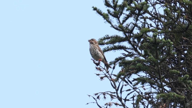 Purple Finch - ML621776932