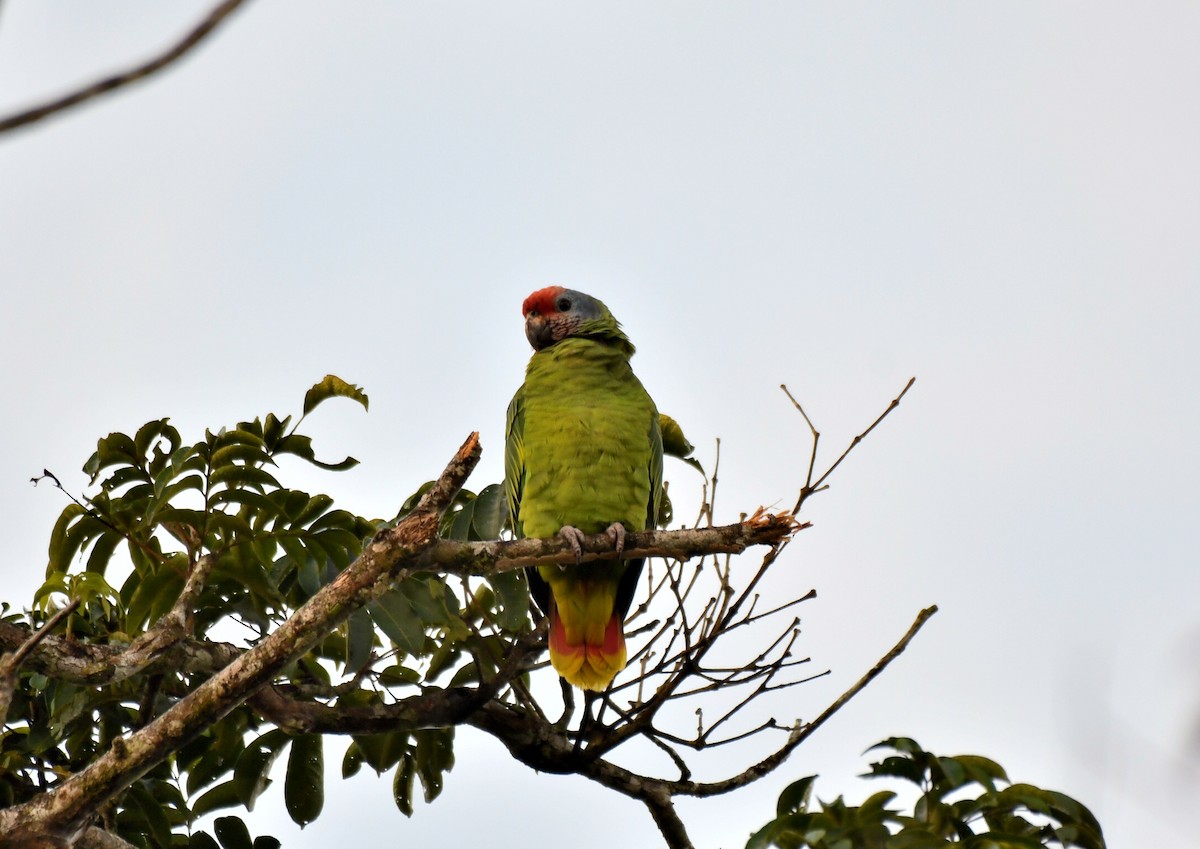 Red-tailed Parrot - ML621776972