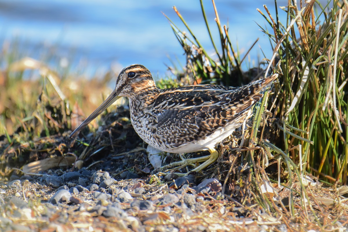 Magellanic Snipe - ML621776990