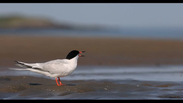 Roseate Tern - ML621777035
