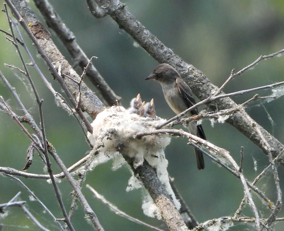 Western Wood-Pewee - ML621777042