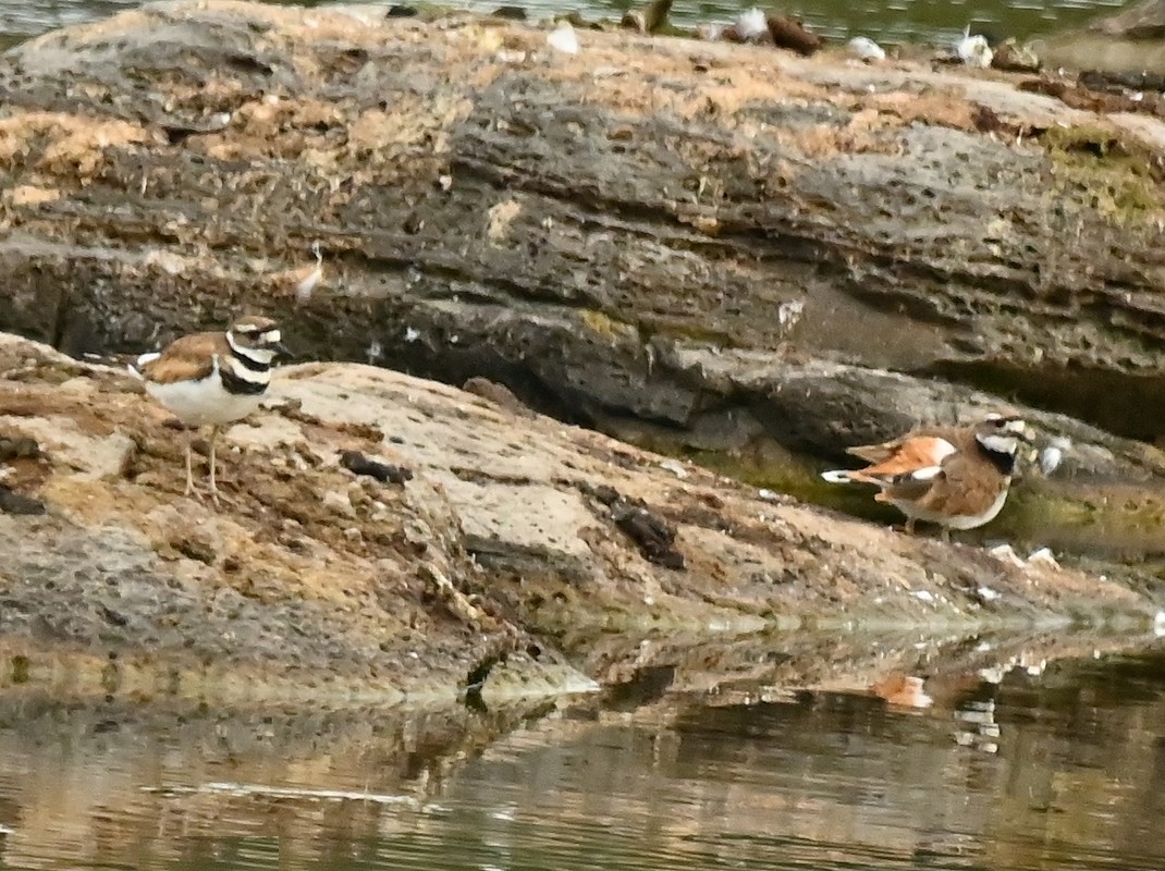 Killdeer - ML621777181