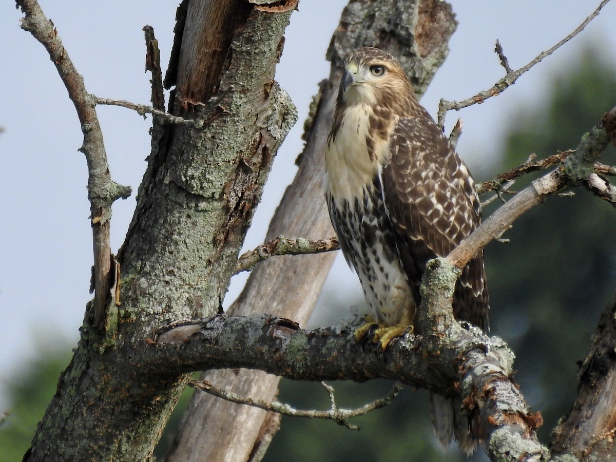 Red-tailed Hawk - Curt Davis