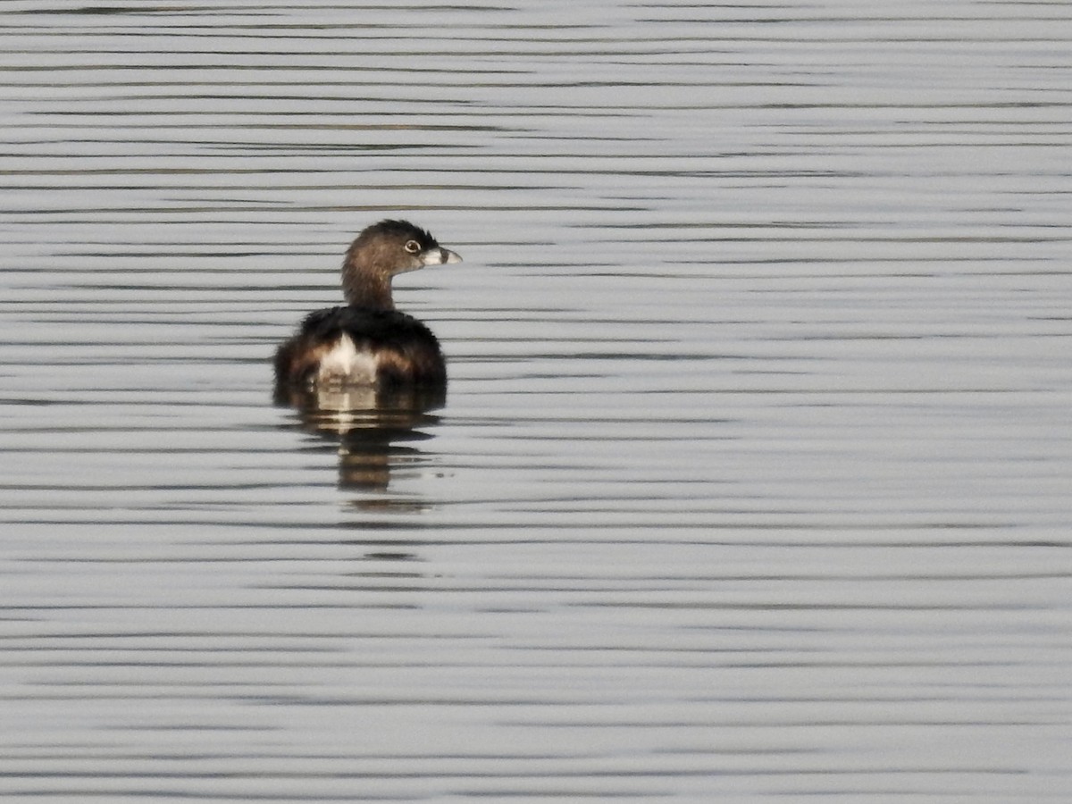 Pied-billed Grebe - Curt Davis