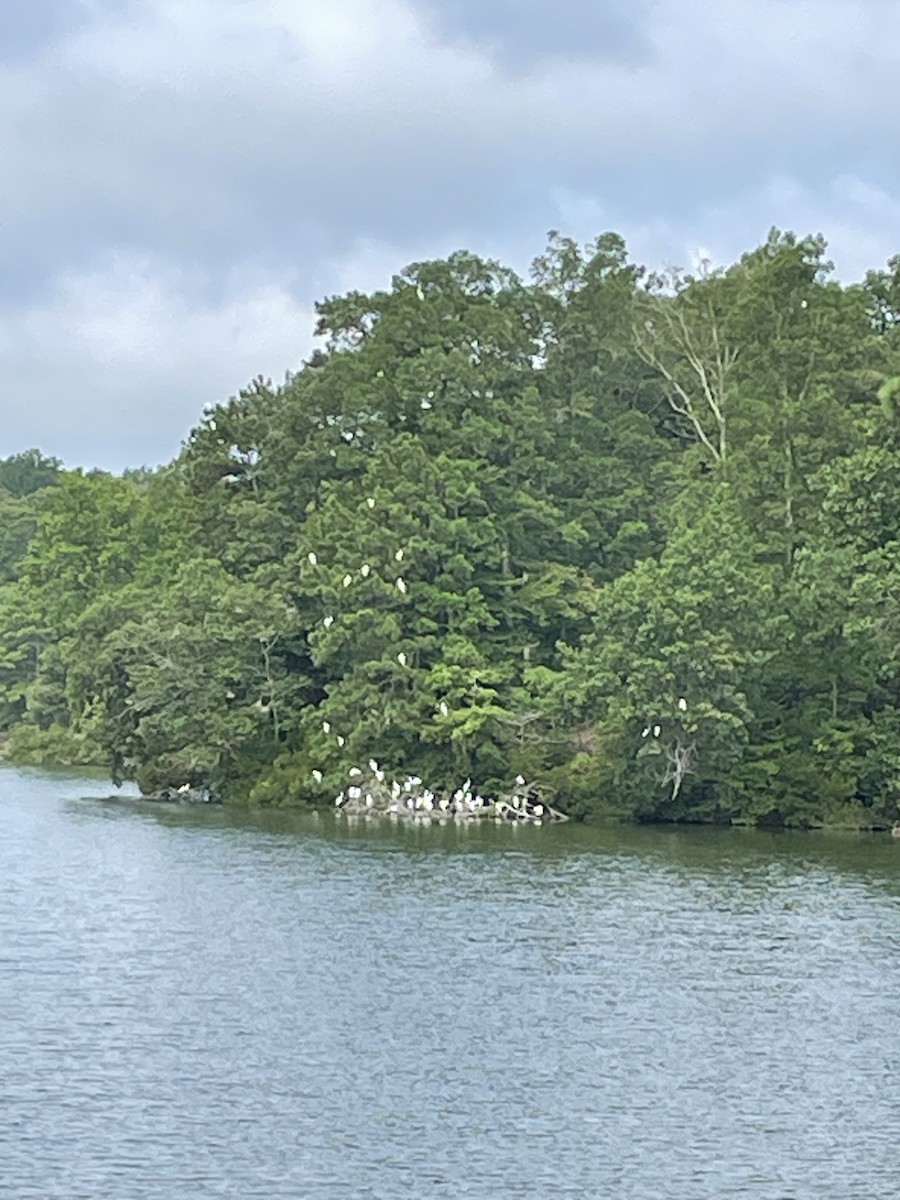 Great Egret - ML621777380