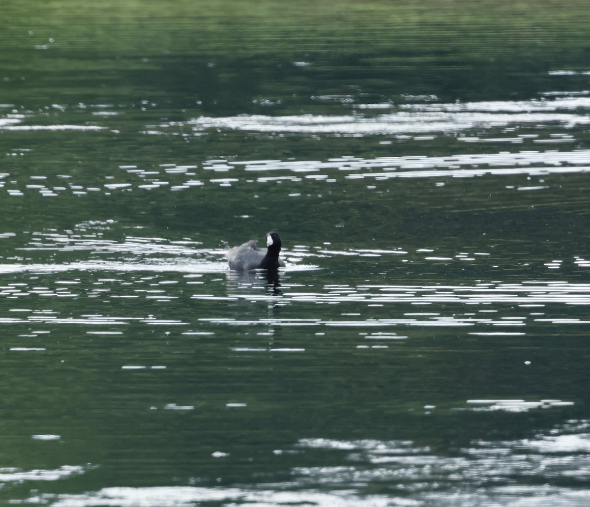 American Coot - ML621777411