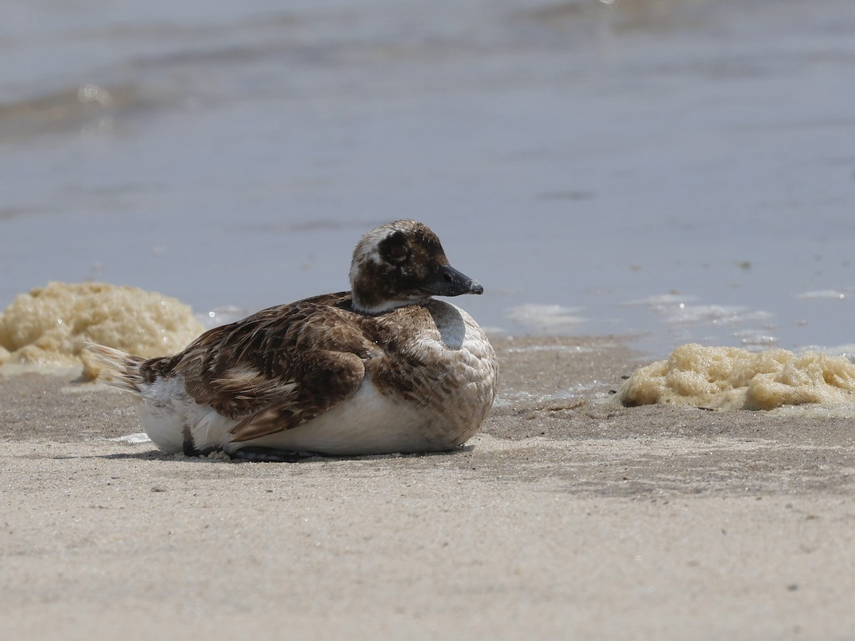 Long-tailed Duck - ML621777422