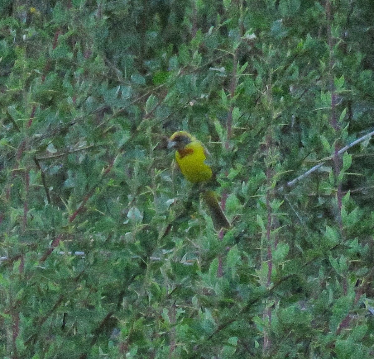 Black-headed x Red-headed Bunting (hybrid) - ML621777440
