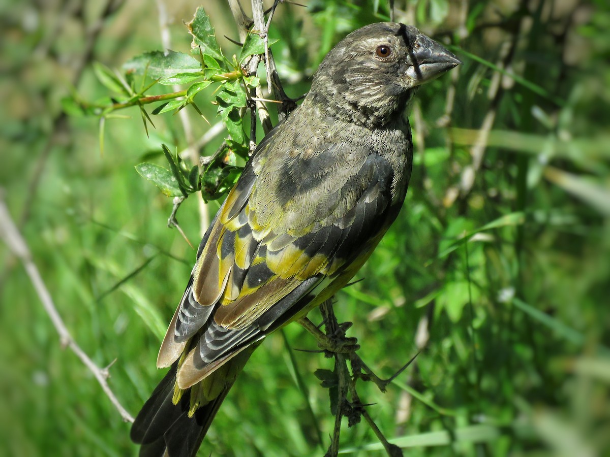 White-winged Grosbeak - ML621777457
