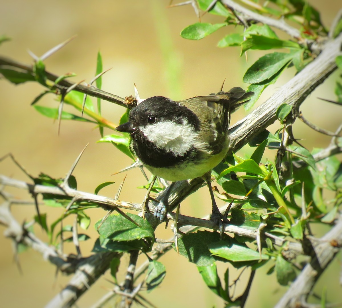 Coal Tit - ML621777459