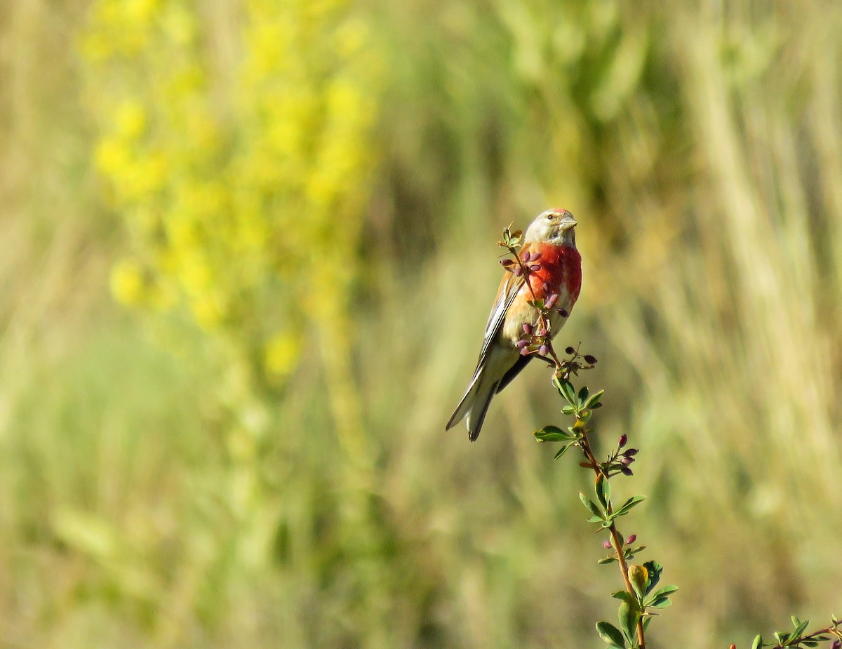 Eurasian Linnet - ML621777463