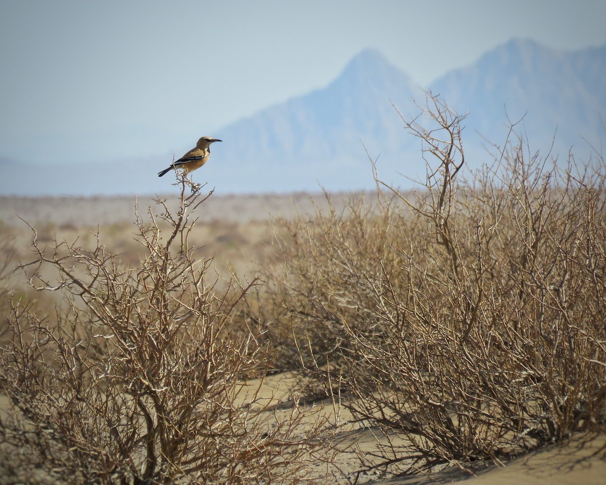 Iranian Ground-Jay - ML621777494